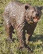 large scale wild brown bear statue yard art sculpture