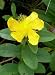 Hypericum calycinum - Grossbluetiges Johanniskraut