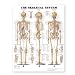 Search : The Skeletal System Giant Chart