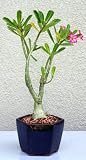 LOUSBONSAINURSERY LARGE DESERT ROSE FLOWERING BONSAI TREE (INDOORS)
