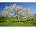 Photographic Prints of Fruit tree meadow - with flowering cherry trees and dandelions in early spring from Ardea Wildlife Pets