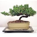 Japanese Juniper Bonsai Tree - 8 Inch Pot w/Tray