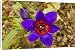 Canvas Prints of A rare iris-relative, wine cup - on renosterveld from Ardea Wildlife Pets