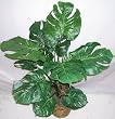 36" Double Potted Split Leaf Philodendron