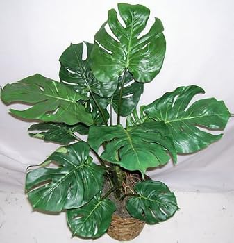 36" Double Potted Split Leaf Philodendron