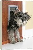 Canvas Prints of DOG. Schnauzer puppy coming through cat flap from Ardea Wildlife Pets