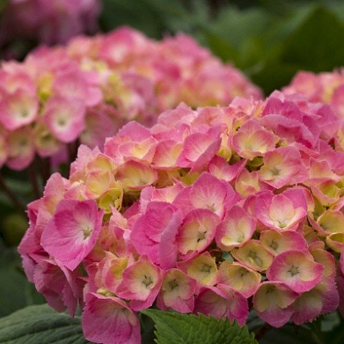 Let's Dance Big Easy® PPAF Hydrangea Bush - REBLOOMING - Proven Winners Let's Dance Big Easy® PPAF Hydrangea Bush - REBLOOMING - Proven Winners