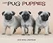 pug12  - Pug Puppies 2010 Wall Calendar 13 X 105