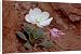 Canvas Prints of Dwarf evening-primrose (tufted evening-primrose) (white tufted evening-primrose from Robert Harding