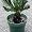 Japanese Sago Palm Plant - 6" Pot - Cycas revoluta