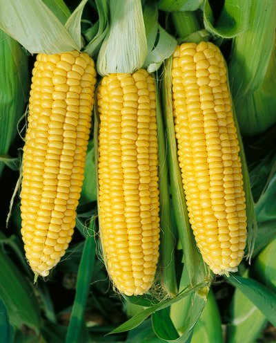 Sugar Buns Hybrid Corn Seeds - Zea Mays - 14 Grams - Approx 100 Gardening Seeds - Vegetable Garden Seed