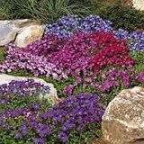 Aubrieta - Royal Mix - 5000 Seeds