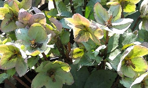 The Frost is on the Hellebore, Canvas Art of an Early Spring Flower is Blooming, Giclée Print, 20 X 36 Inches