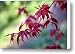 Acer palmatum - spring Canvas Print / Canvas Art - Artist Svetlana Ledneva-Schukina