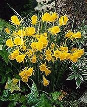 Golden Bells Narcissus 10 Bulbs -Deer Proof- Very Hardy