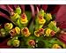 Photographic Prints of Poinsettia flowers closeup from Ardea Wildlife Pets