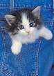 Keith Kimberlin Here I Am Cat Jigsaw Puzzle 500pc