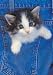 Keith Kimberlin Here I Am Cat Jigsaw Puzzle 500pc
