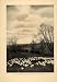 1906 Article Crocus Lawn Bulb Garden Lawn Plant Sky Flower Grass Wilhelm Miller - Original Print Article