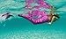Fin Fun Mermaid Tail, Monofin, Protector Kit, Malibu Pink, Size Child 10
