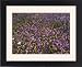 Framed Prints of ROG-11700 Spring flower display in olive grove from Ardea Wildlife Pets