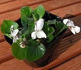 ニオイスミレ  一重咲き 白　１株