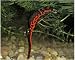 Photographic Print of Japanese Fire Bellied NEWT from Ardea