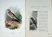 1901 Swaysland Wild Birds Meadow Pipit Titlark Thorburn