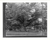Historic Print (L): Gigantic Wye oak, near Wye Mills, on the Eastern Shore of Maryland