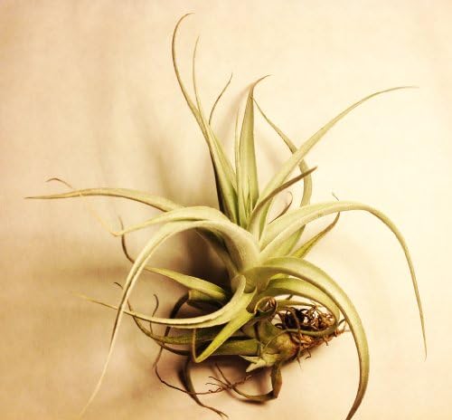 Glass Home Gardens - Dynamic Duo - Large Tillandsia 2-pack - 2 Large Air Plants At a Great Price!