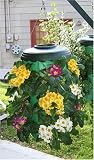 Plug 'N Gro Hanging Planter
