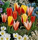 Rock Garden Tulip Bulbs Munchkin Mix