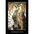 Empire 18526 Raubkatzen - Geparden - A Mothers Love, Poster ca. 91,5 x 61 cm