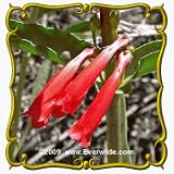 Eaton's Penstemon (Penstemon eatonii) Jumbo Wildflower Seed Packet  800 Seeds