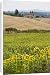 Canvas Prints of Field of sunflowers in the Tuscan landscape, Tuscany, Italy, Europe from Robert Harding