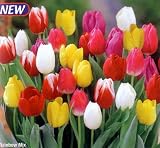 Rainbow Blend Triumph Tulip 10 Bulbs