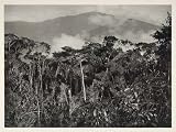 1931 Rubber Trees San Carlos Mapiri Bolivia Mountains - Original Photogravure