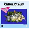 Mein Panzerwels