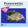 Mein Panzerwels
