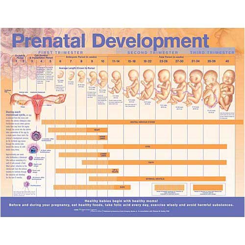 Prenatal Development Anatomical Chart