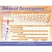 Prenatal Development Anatomical Chart