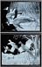 PHEASANTS & GEESE ~ WILDLIFE ART ~ SET of 2 ~ High-Definition Acid Etched Glass Decor Frames ~