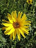 Eigenschaften Dachstauden  / Helianthus atrorubens - Staudensonnenblume 3 Stück