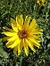 Helianthus atrorubens - Staudensonnenblume 3 Stück