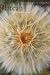 Passages (Plateau Journal: Land and Peoples of the Colorado Plateau, Vol 7/2)
