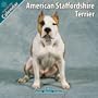 American Staffordshire Terrier 2010 Wall Calendar #10006-10