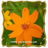Orange Cosmos (Cosmos sulphureus) Jumbo Wildflower Seed Packet - 800 Seeds