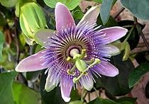 Belotii Passion Vine Plant - Passiflora - 14" Hoop