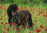 Schmidt - 55192 - Puzzles - Le Poney Shetland - 100 Pièces