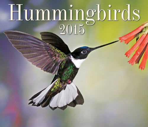 Hummingbirds 2015